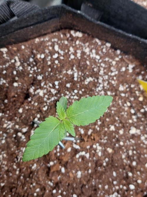 Original Sensible's Zingatsu. Week 1