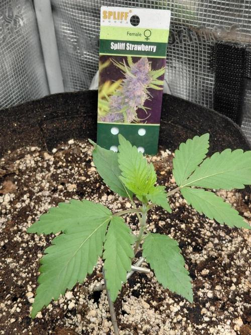 Spliff's Strawberry. Week 2