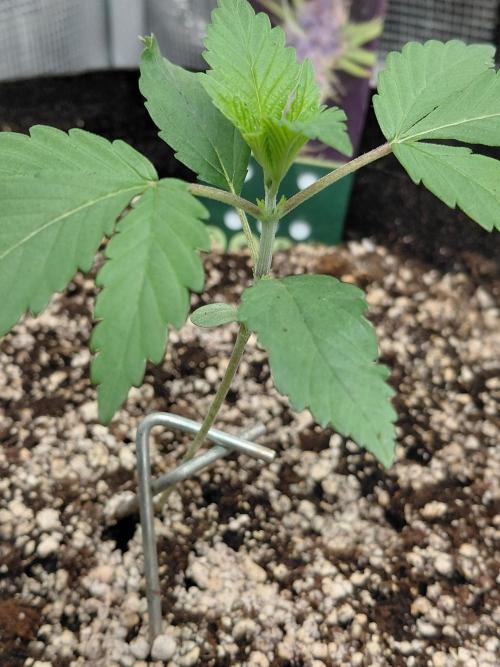 Spliff's Strawberry. Week 2