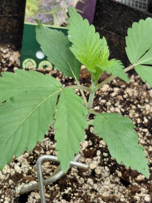 Spliff's Strawberry. Week 2