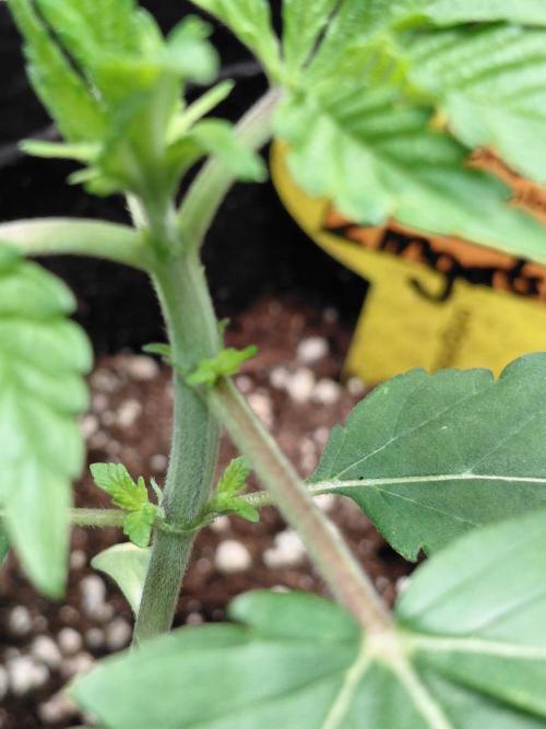 Original Sensible's Zingatsu. Week 2