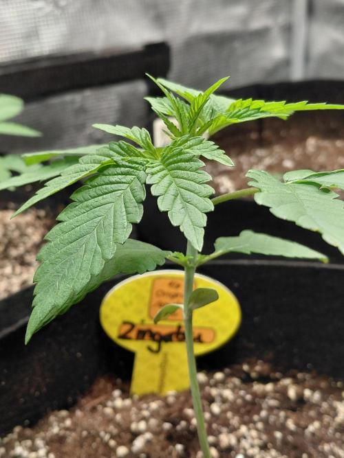 Original Sensible's Zingatsu. Week 2