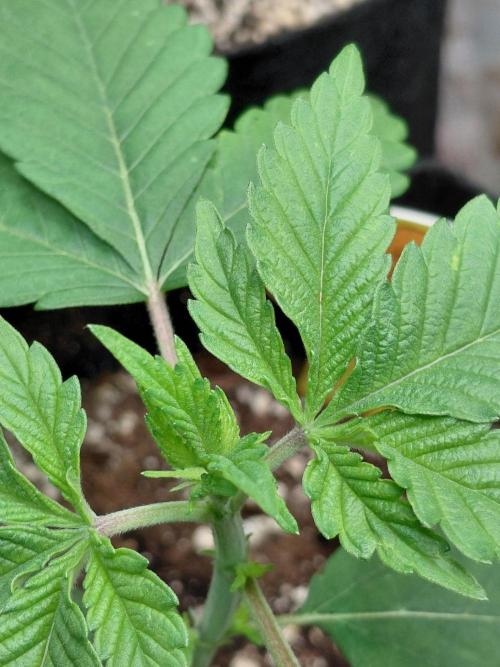 Original Sensible's Zingatsu. Week 2