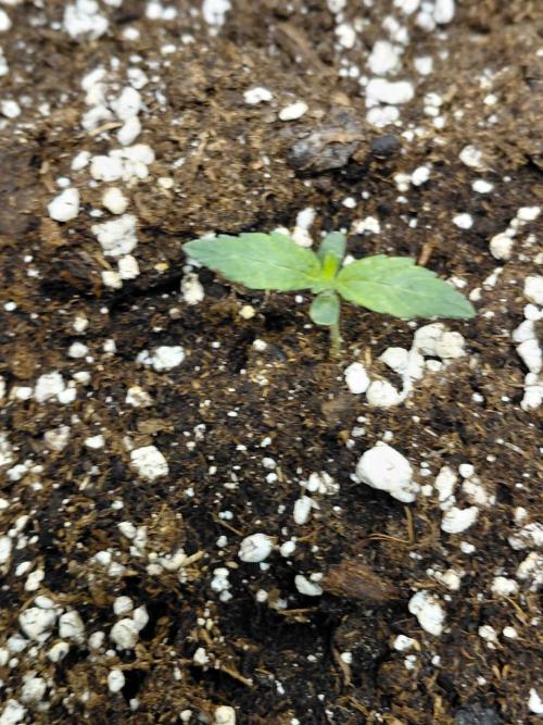 Exotic Seed's Malasaña Gelato. Week 1