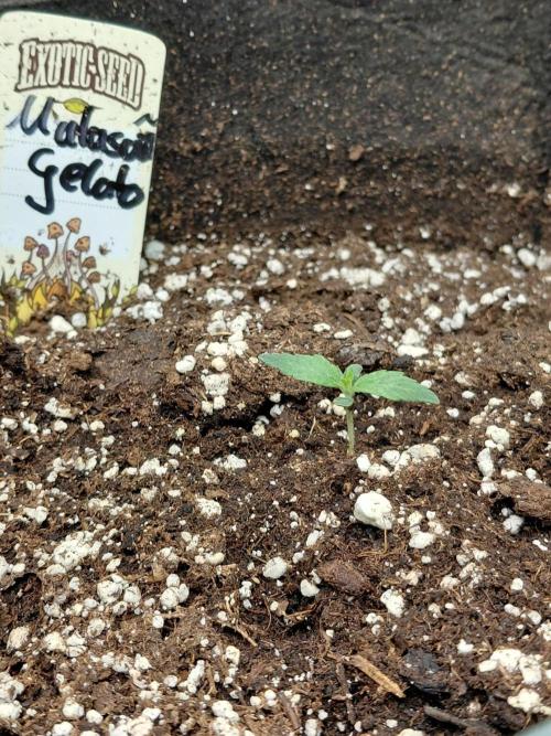 Exotic Seed's Malasaña Gelato. Week 1