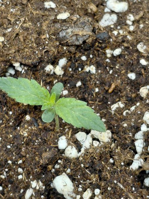 Exotic Seed's Malasaña Gelato. Week 1