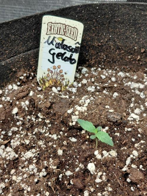 Exotic Seed's Malasaña Gelato. Week 1