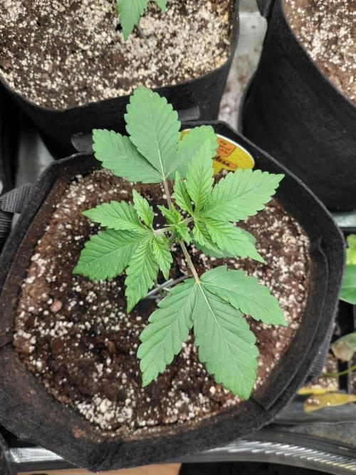 Original Sensible's Zingatsu. Week 2