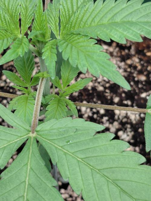 Spliff's Strawberry. Week 3