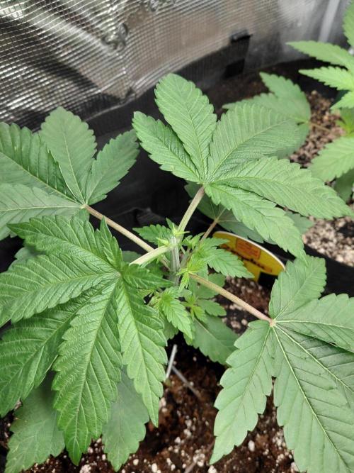 Original Sensible's Zingatsu. Week 3