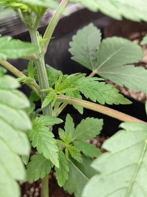 Original Sensible's Zingatsu. Week 3