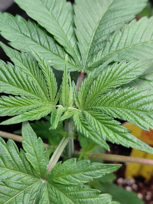 Original Sensible's Zingatsu. Week 3