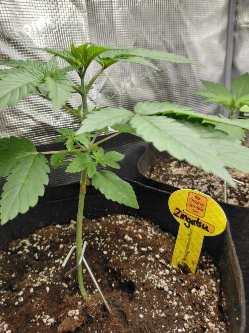 Original Sensible's Zingatsu. Week 3