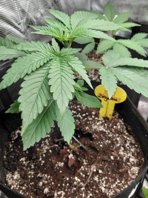 Original Sensible's Zingatsu. Week 3