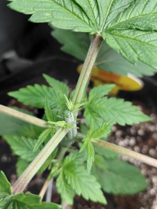 Original Sensible's Zingatsu. Week 3