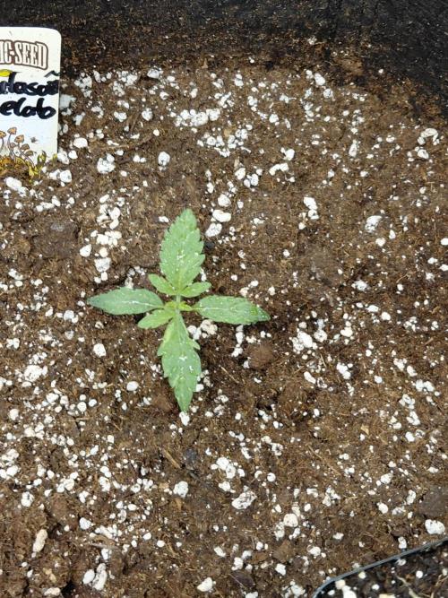 Exotic Seed's Malasaña Gelato. Week 2