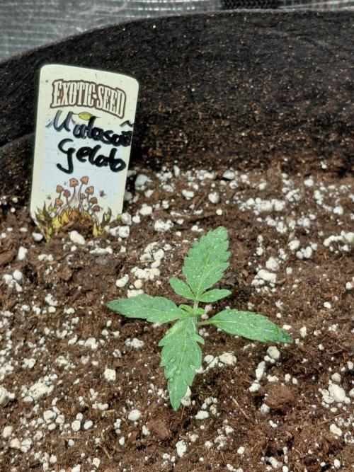 Exotic Seed's Malasaña Gelato. Week 2