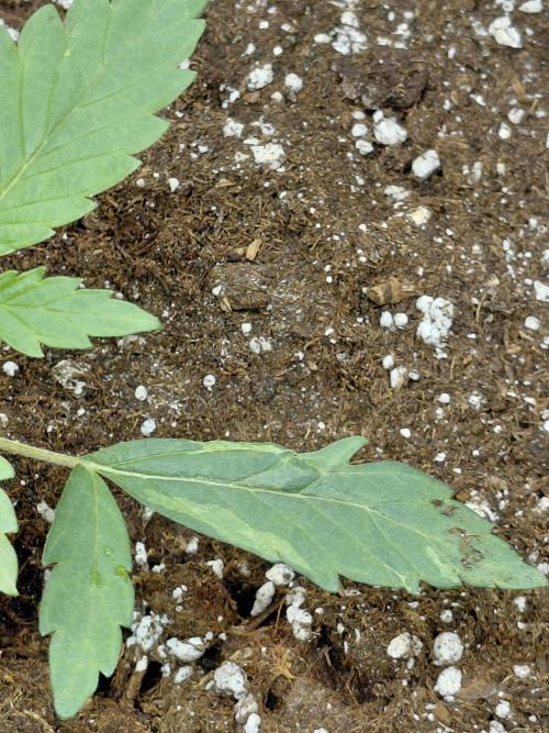 Exotic Seed's Malasaña Gelato. Week 3