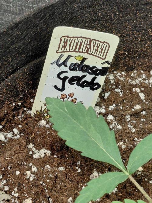 Exotic Seed's Malasaña Gelato. Week 3