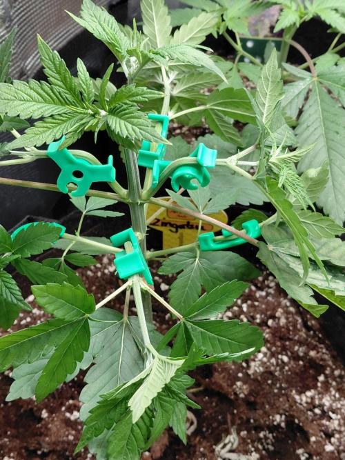 Original Sensible's Zingatsu. Week 4