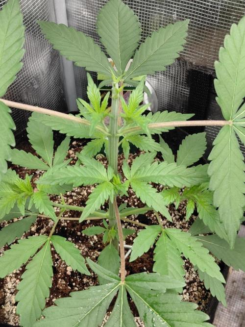 Spliff's Strawberry. Week 4