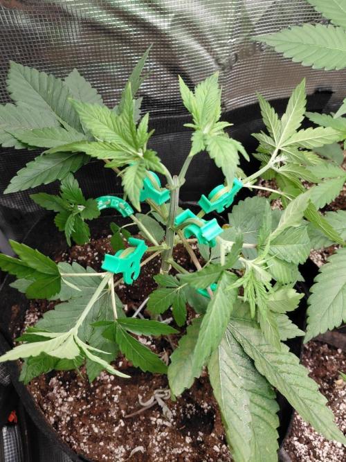 Original Sensible's Zingatsu. Week 4