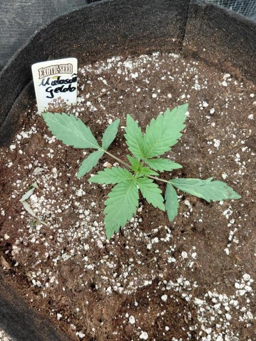 Exotic Seed's Malasaña Gelato. Week 3