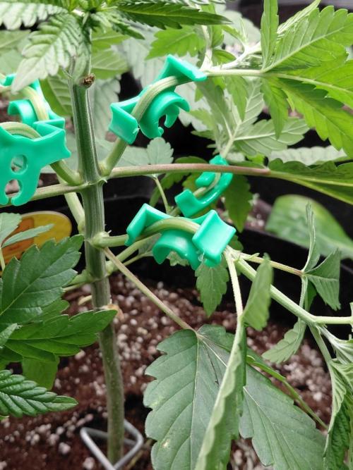 Original Sensible's Zingatsu. Week 4