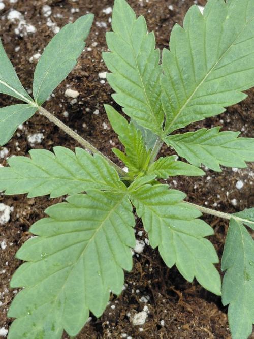 Exotic Seed's Malasaña Gelato. Week 3