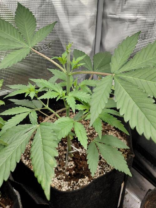 Spliff's Strawberry. Week 4