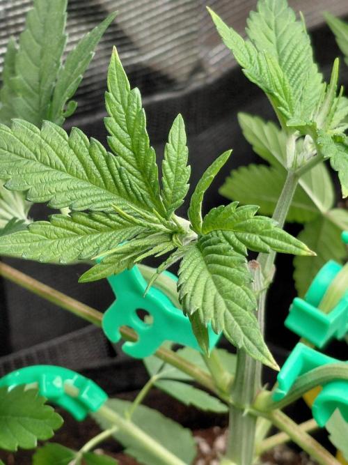 Original Sensible's Zingatsu. Week 4