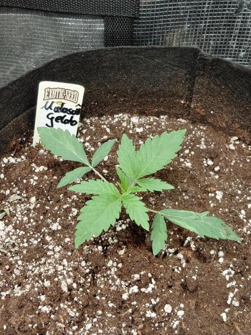 Exotic Seed's Malasaña Gelato. Week 3