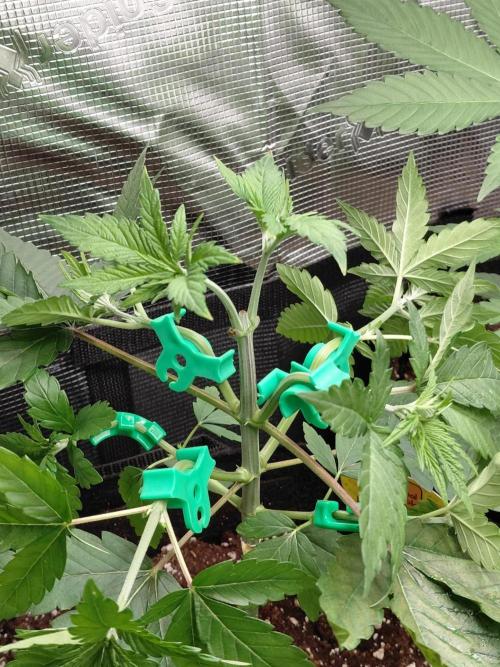 Original Sensible's Zingatsu. Week 4