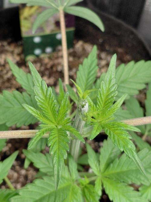 Spliff's Strawberry. Week 4