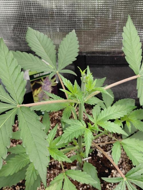 Spliff's Strawberry. Week 4