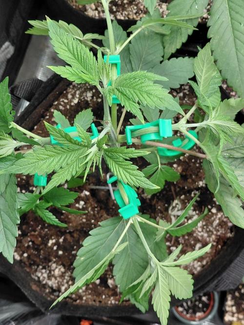 Original Sensible's Zingatsu. Week 4