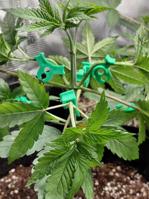 Original Sensible's Zingatsu. Week 4