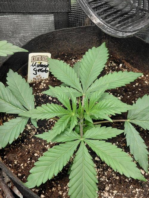 Exotic Seed's Malasaña Gelato. Week 4