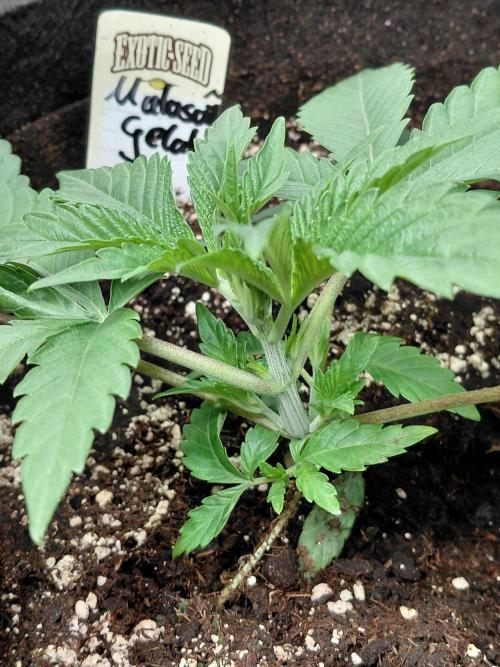 Exotic Seed's Malasaña Gelato. Week 4