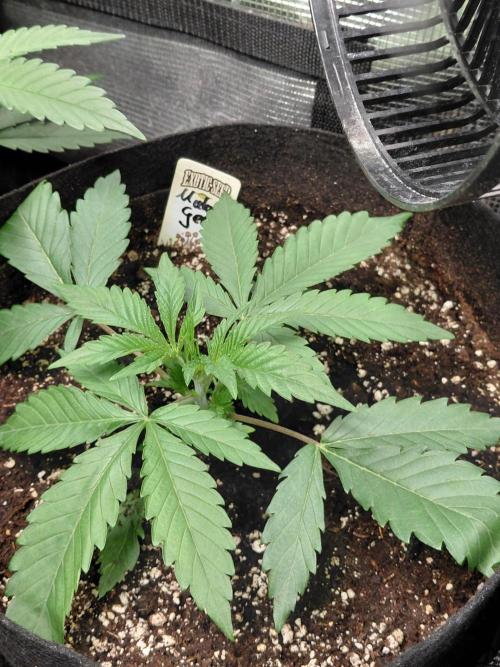 Exotic Seed's Malasaña Gelato. Week 4