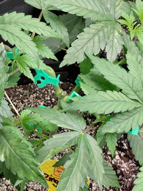 Original Sensible's Zingatsu. Week 5