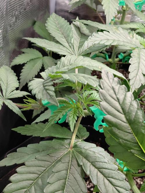 Original Sensible's Zingatsu. Week 5