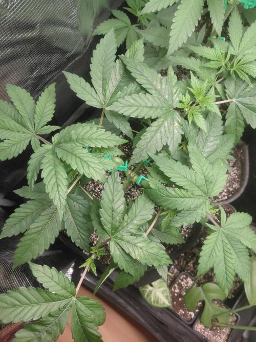 Original Sensible's Zingatsu. Week 5