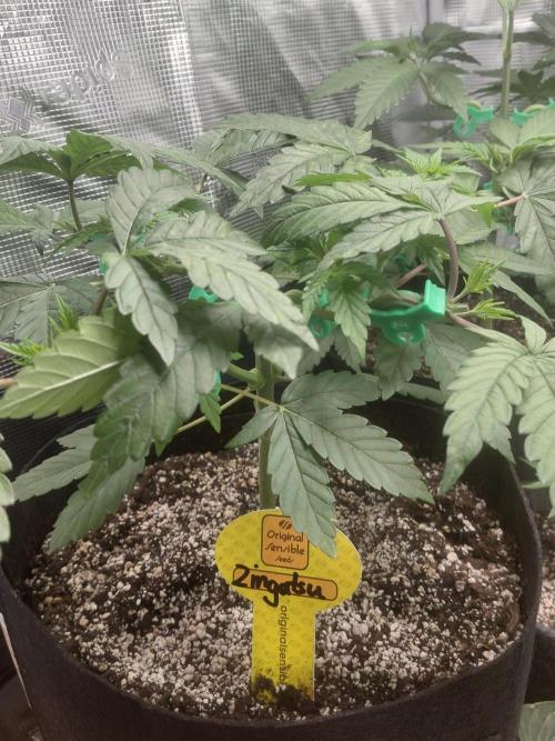 Original Sensible's Zingatsu. Week 5