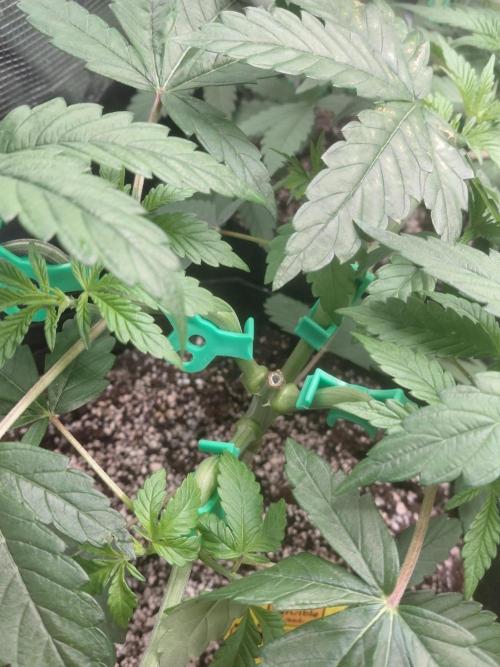 Original Sensible's Zingatsu. Week 5