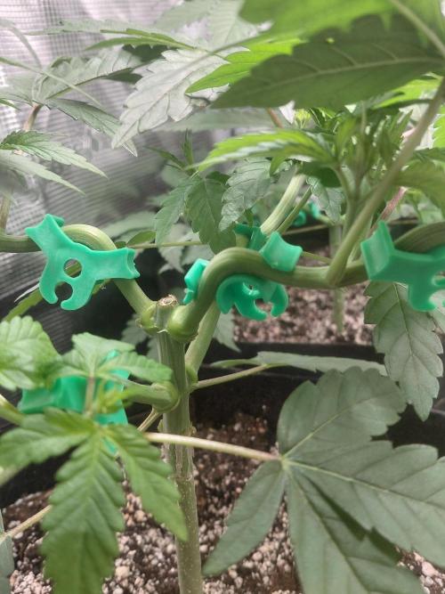 Original Sensible's Zingatsu. Week 5