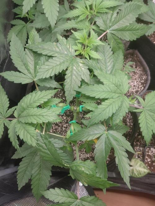 Original Sensible's Zingatsu. Week 5