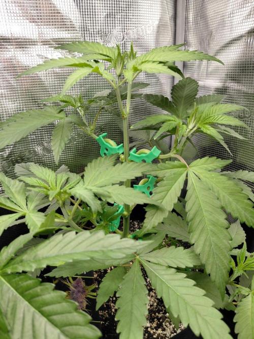 Spliff's Strawberry. Week 5