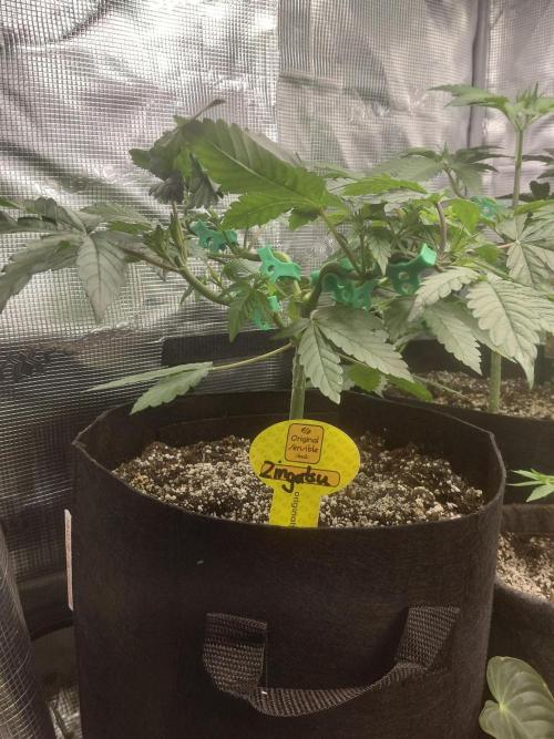 Original Sensible's Zingatsu. Week 5