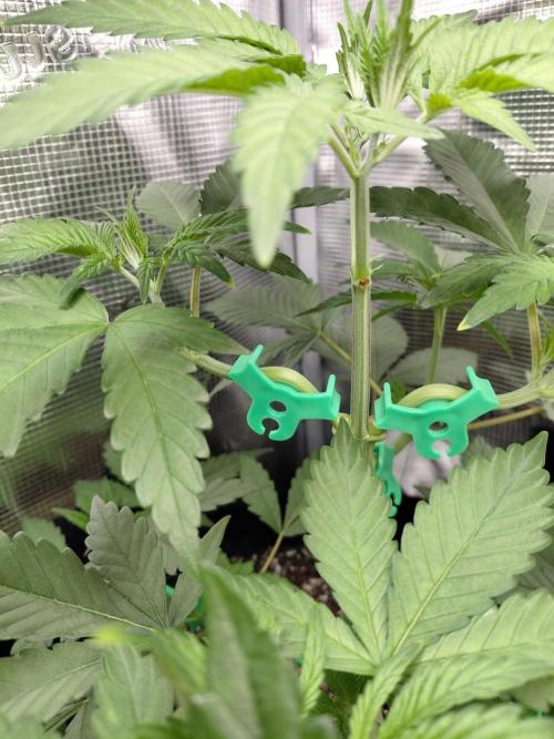 Spliff's Strawberry. Week 5